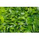 BOLZZ Zeleni zid 100x100cm 3D Amazon 2 - BOLZZIDAMA2
