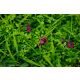 BOLZZ Zeleni zid 40x60cm 3D Earth - BOLZZIDEARTH