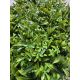 BOLZZ Zeleni zid 40x60cm 3D Flora - BOLZZIDFLORA