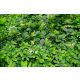 BOLZZ Zeleni zid 100x100cm 3D Jungle - BOLZZIDJUNG