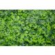 BOLZZ Zeleni zid 50x50cm 3D Nature - BOLZZIDNATURE