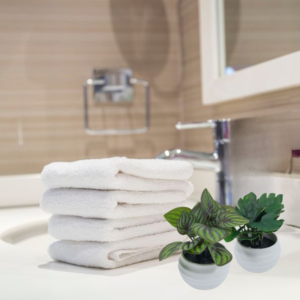 DEKOR DOM Cvet u saksiji SUCULENT FITTONIA - 10cm - N55 - EP2880087