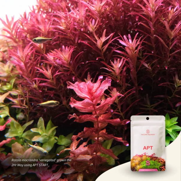 Nanobit 2Hr Aquarist APT Start - EP3105708