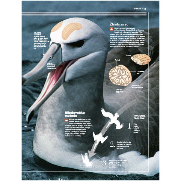 Enciklopedija životinja - 401-1