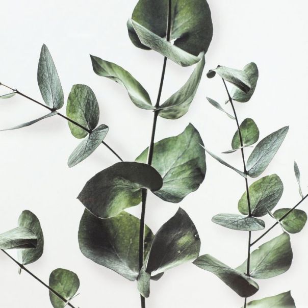 EGLO Slika Roberval - 423043