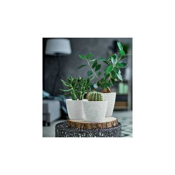 Prosperplast DSP190-CY728 Saksija Splofy 19x16cm Krem - 96669