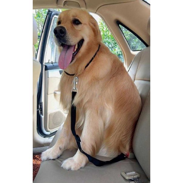 CARCO Pojas za pse - 999_42821