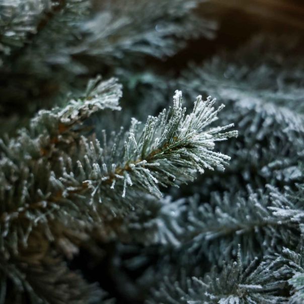 Nero Novogodišnja jelka Frosted Indiana Spruce 210cm - 2276-1-1-1-1