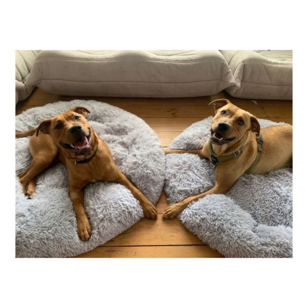 PETSI Plisani krevet za kucne ljubimce 100cm svetlo siva - EP2883093