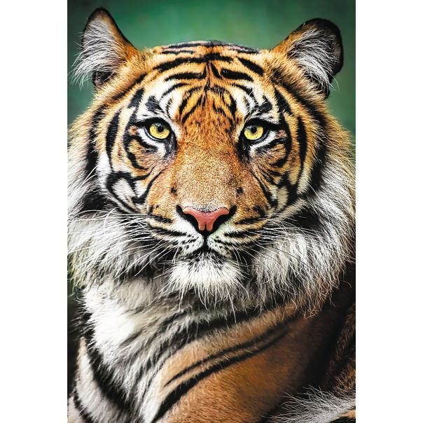 TREFL Puzzle Tigar - 1.500 delova - 103824-T26204