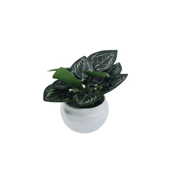 DEKOR DOM Cvet u saksiji SUCULENT FITTONIA - 10cm - N55 - EP2880087