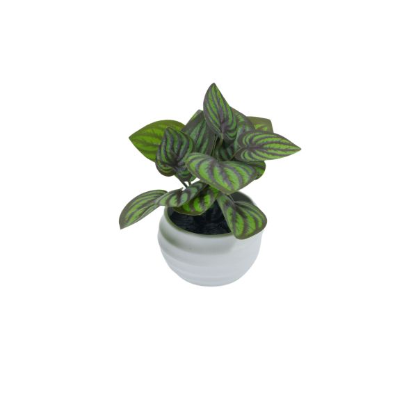 DEKOR DOM Cvet u saksiji SUCULENT FITTONIA - 10cm - N55 - EP2880087