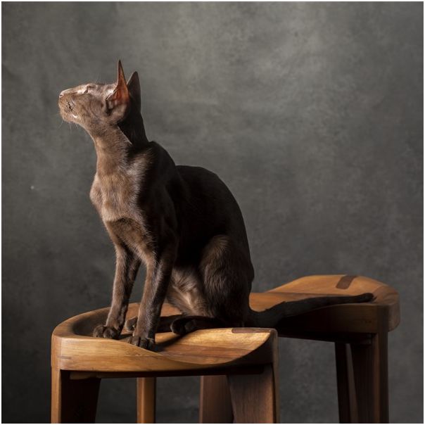 MEDA FURNITURE Hoklica Hikari – orah 45 cm - OrahL45izd