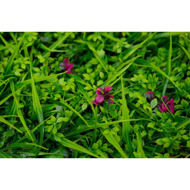 BOLZZ Zeleni zid 40x60cm 3D Earth - BOLZZIDEARTH