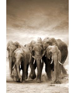 DEKOR DOM Slika 80x120cm Elephants - 022407