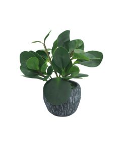DEKOR DOM Cvet u saksiji - PEPEROMIA HX0680 - N38