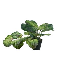 DEKOR DOM Cvet u saksiji - MONSTERA WHITE ZD-BYBG30-PGJ5 - 32cm - N55