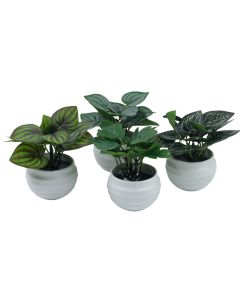 DEKOR DOM Cvet u saksiji SUCULENT FITTONIA - 10cm - N55