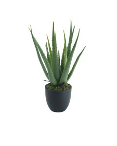 DEKOR DOM Cvet u saksiji - ALOE VERA - N60