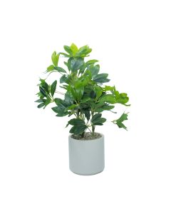 DEKOR DOM Cvet u saksiji SCHEFFLERA - N58