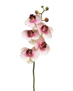 DEKOR DOM Cvet 58cm Orchid, pink - 040051