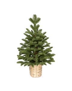 LEMON PLANET Novogodišnja jelka u saksiji 60cm, zelena - 250310