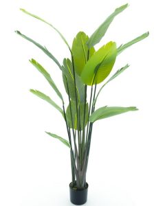 DEKOR DOM Drvo u saksiji STRELITZIA PALM 187cm 52052-1 - NNT