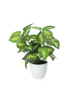 DEKOR DOM Cvet u saksiji 20cm Edera - 041929