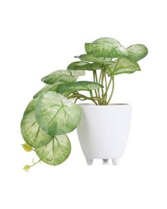 DEKOR DOM Cvet u saksiji SEMELA 18cm - Light green/White - HML - 041950-1