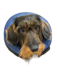 Farmcompany Zaštitna kragna-okovratnik S, B-VAR257