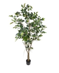 Fikus Benjamin 70x17x17cm - 7093F