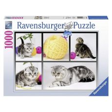 Ravensburger puzzle - znatiželjni mačići- 1000 delova